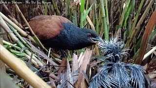 After the Rain the Baby Birds Get Cold [upl. by Lidstone]