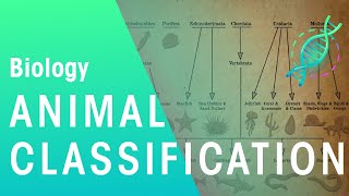 Animal Classification  Evolution  Biology  FuseSchool [upl. by Ayra]