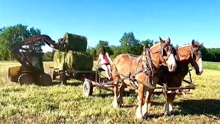 The Entire Process of Making Hay with Horses Mowing Hay Raking Round Baling and Hauling Bales [upl. by Annette]