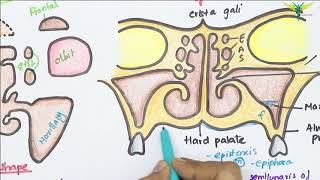 Maxillary Air Sinus Anatomy  Paranasal Air Sinuses  Function  Location  Relations  Blood Supply [upl. by Akinihs639]