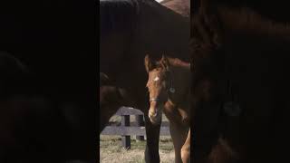 Godolphin mares keeping an eye on their new foals [upl. by Willamina]