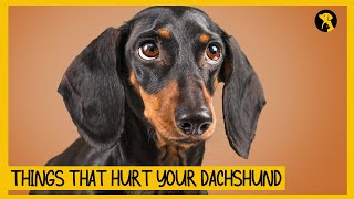 5 Things That Emotionally Hurt Your Dachshund [upl. by Johnna]