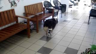 Dog Walking With Hind Limb Prosthetic [upl. by Pega]