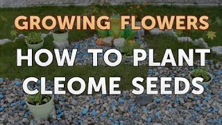 How to Plant Cleome Seeds [upl. by Trepur]