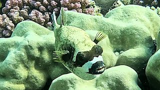 Masked puffer Arothron diadematus 4K [upl. by Trebreh]