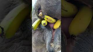 Record the daily life of elephants Elephants eat bananas [upl. by Rehtnug]