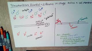 Transmembrane Potential [upl. by Jochbed]