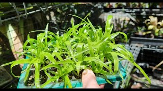 Learn to grow Bromeliads from seedthe easy way [upl. by Ellienad]