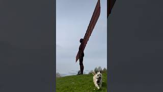 Cairn terrier dog explores the Angel of the North on his way to Scotland [upl. by Leugar]