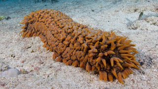 Facts The Sea Cucumber [upl. by Ric984]