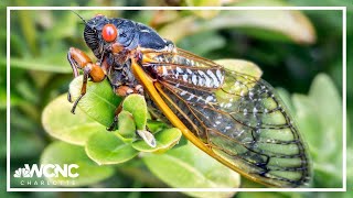 Cicada invasion Rare doublebrood event predicted for 2024 [upl. by Elokkin]