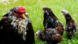 Orloff Hühner  Alte Nutztierrassen Folge 108  das Russische Nationalhuhn Zucht russian chickens [upl. by Hama84]