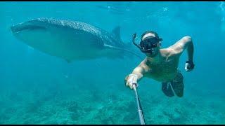 Squalo Balena  Incontro ravvicinato  Maldive  Whale Shark  Oceano Indiano  Maldives [upl. by Einittirb]