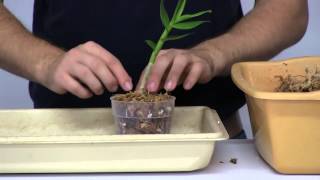 How to Stimulate New Root Growth on Orchids [upl. by Koller]