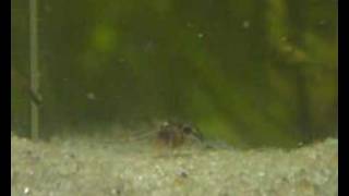 Corydoras similis fry [upl. by Robertson]