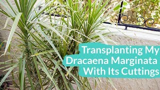 Transplanting My Dracaena Marginata With Its Cuttings  Joy Us Garden [upl. by Koosis]