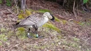 Nene  Hawaiian State Bird at Volcanoes National Park Big Island Hawaii [upl. by Schalles980]