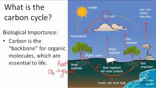 1712 What is the carbon cycle [upl. by Nerrual]