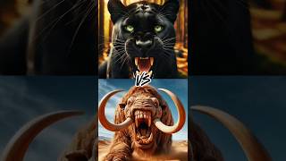 Black panther vs sabertooth cat gorilla gazellezebraanimals lion shorts [upl. by Nocam]