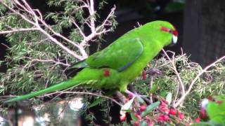 KakarikiNew Zealand Red Crowned ParakeetCanon HF10 [upl. by Ydospahr]