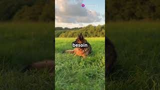 Entraînement de Malinois Belge Astuces Rapides [upl. by Schafer323]