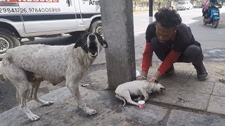 Anguished mother dog wails for wounded baby Sweetest reunion [upl. by Ulah]