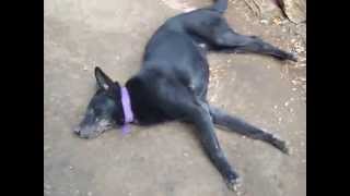 Epilepsia canina en tiempo real [upl. by Mccord]