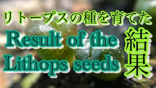 リトープスは乾いて枯れてしまった…  Lithops dried [upl. by Annahsad]