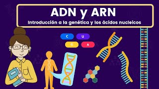 ADN y ARN ácidos nucleicos [upl. by Ludvig]