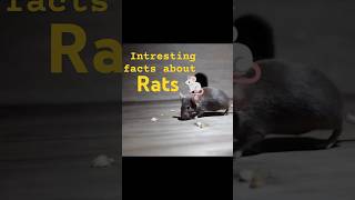 Interesting Facts about Rats  Shocking  Human Vs Rat  Reloading  Tamil [upl. by Ilrebma309]