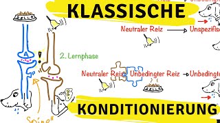 Klassische Konditionierung nach Pawlow  Was geschieht hierbei im Kopf [upl. by Enifesoj542]