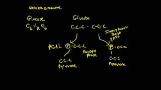 Glycolysis for Exercise Physiology [upl. by Esorlatsyrc]