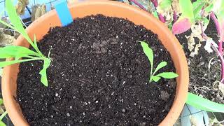 Transplanting Sultane Mix Strawflower Seedlings To Containers 1182020 [upl. by Elag]