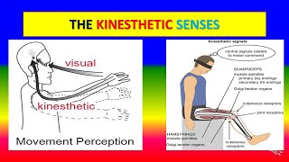 KINESTHETIC SENSES  Applied psychology for Nursing [upl. by Dahle]