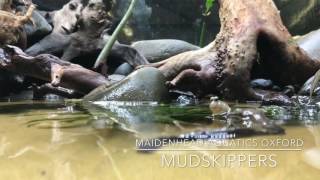 Mudskipper aquascape [upl. by Eydnarb]