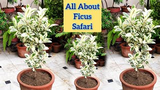 Ficus safari plant care एक बार जरूर लगाएं जिंदगी में ficus starlight ornamental hardy outdoor plant [upl. by Courtnay]