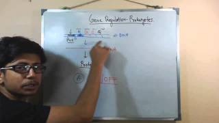 Gene regulation in prokaryotes [upl. by Natsyrt946]