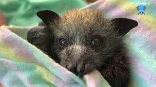 Rescued baby flyingfox this is Rachmaninoff [upl. by Aicinoid]