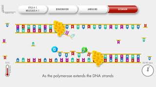 Animated PCR Real Time qPCR procedure [upl. by Dmitri]