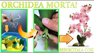 METTI UN ORCHIDEA IN UNA SPUGNA E GUARDA COSA SUCCEDE TRUCCO SEMPLICE E GENIALE PER FARLE RIGENERARE [upl. by Jacinthe]