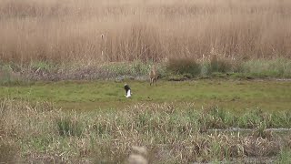 lapwings show chinese water deer who is the boss [upl. by Nady]