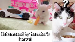 Cat Shocked by Hamsters Cozy Home amp Adorable Yawn🥱 [upl. by Atteuqal]