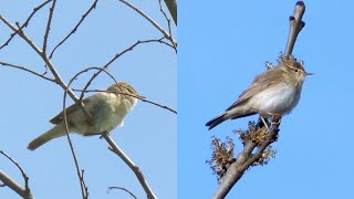 Chiffchaff and Willow Warbler Singing [upl. by Laemsi]