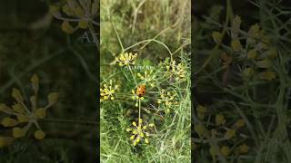 Foeniculum vulgare  Mariquita  Fennel  Ladybird [upl. by Adalia]