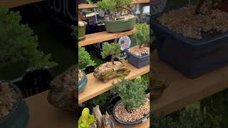 Bonsai Cherry blossom festival nature relaxingmusic travel [upl. by Dreher]