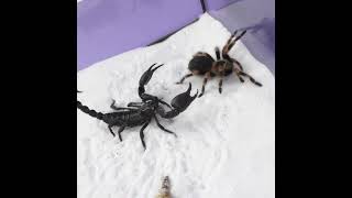 Emperador Escorpión VS Araña Giganteshorts [upl. by Gavra]