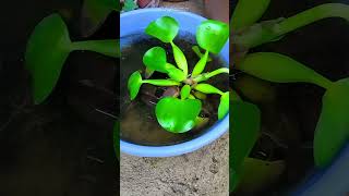 Water Hyacinth Eichhornia Crassipes growing in a Plastic Bowl shorts [upl. by Coffee]