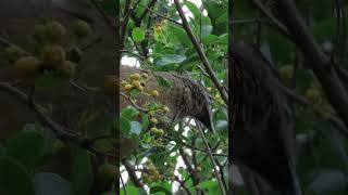 Plain Chachalaca Feeding nature naturelovers birds birdwatching birdslover birding [upl. by Page]