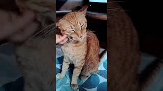 Cat enjoying ear massage 🐈pettingcat  catlover [upl. by Ardnaeed]