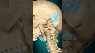 Rectus capitis anterior muscle action Atlantooccipital joint Flexion muscle anatomy [upl. by Hoffert650]